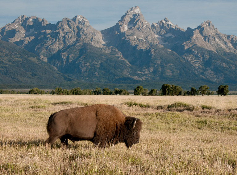 A photo of a Colorado bison with the Rocky Mountains in the background